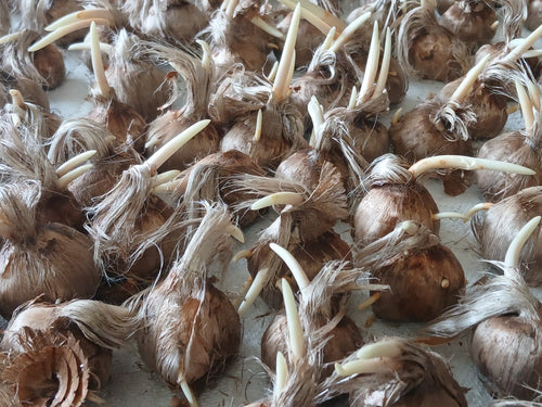 Saffron corms sprouting in Jonesboro, Georgia - the crop behind our first-harvest preorder