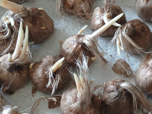 Close-up of saffron corms with new white shoots and papery tunics