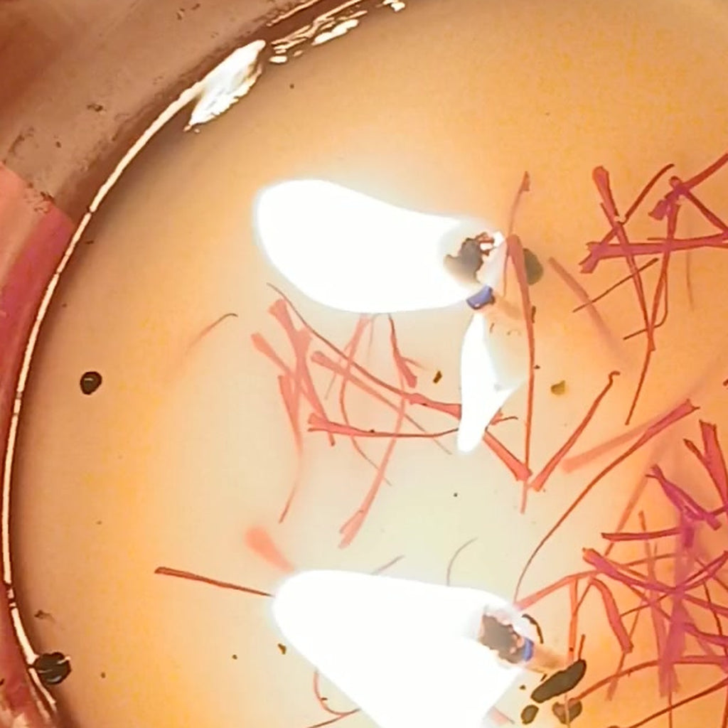 Close-up of crimson saffron threads suspended in the melted wax of a burning candle